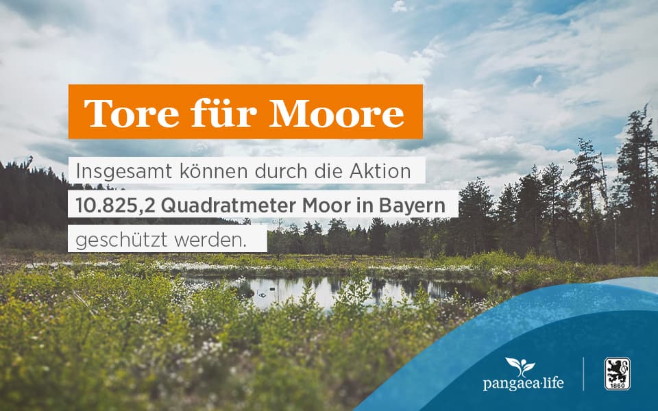 TORE FÜR MOORE - Endstand.